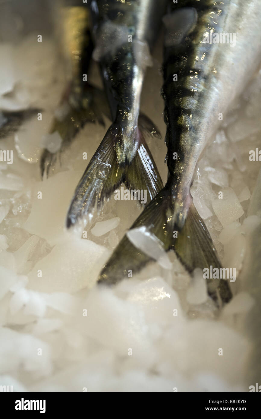 Détails de poissons sur un étal poissonnerie dans la Rue Mouffetard, un célèbre marché alimentaire à Paris Banque D'Images