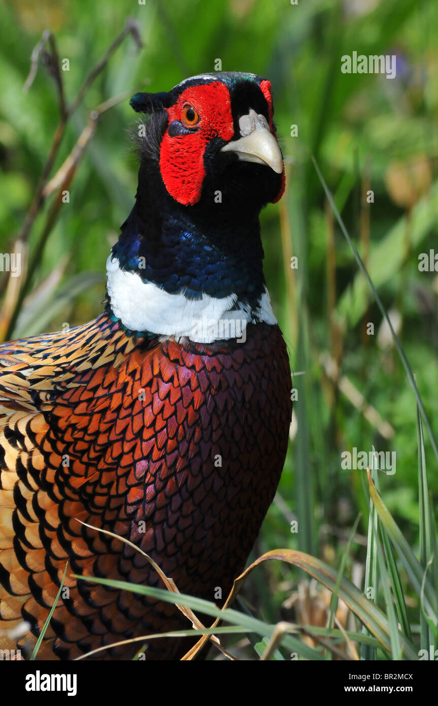 Faisan de Colchide mâle Banque D'Images