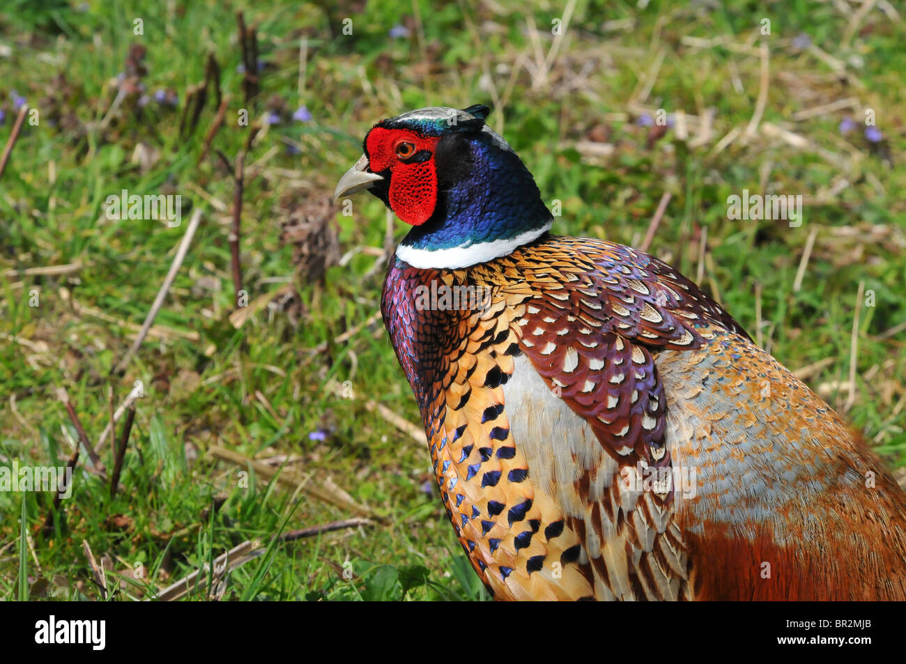 Faisan de Colchide mâle Banque D'Images
