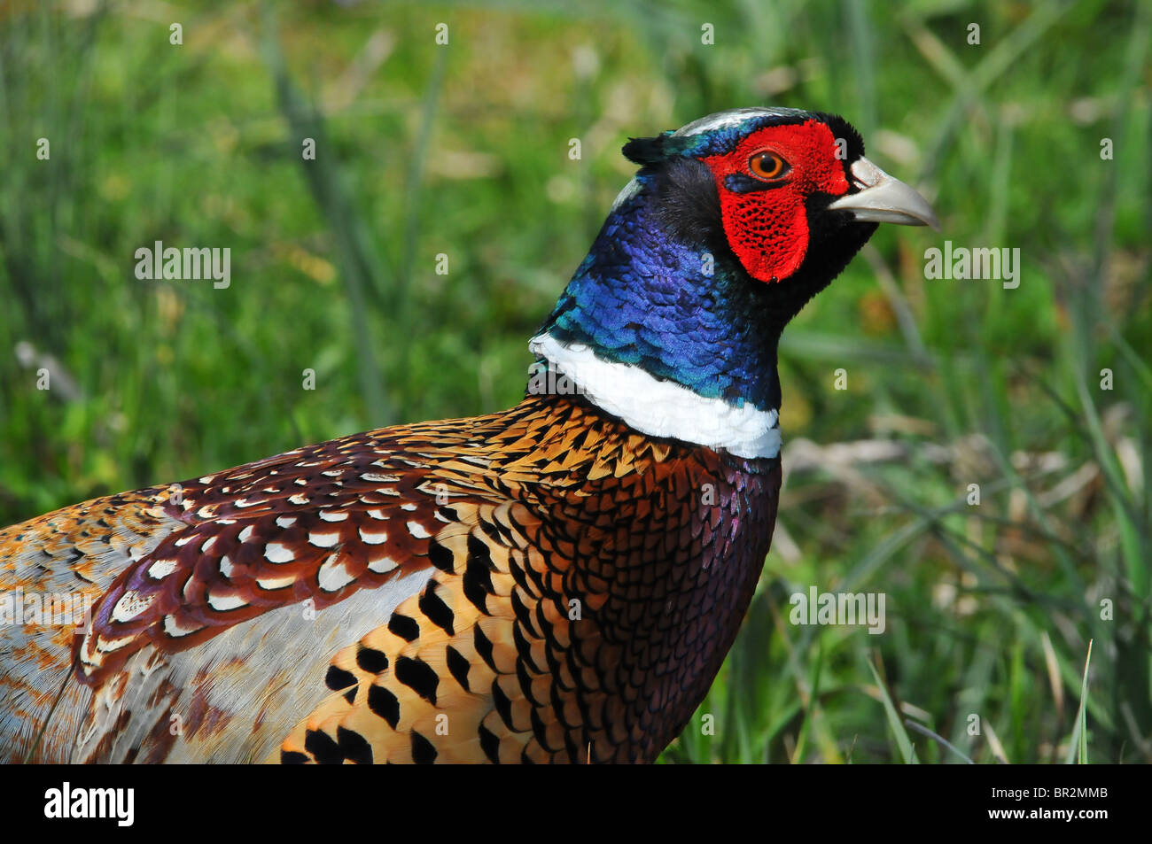Faisan de Colchide mâle Banque D'Images