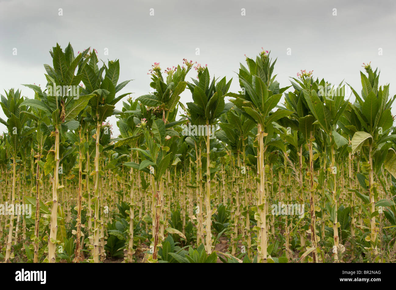 Champ de tabac en pleine floraison Banque D'Images