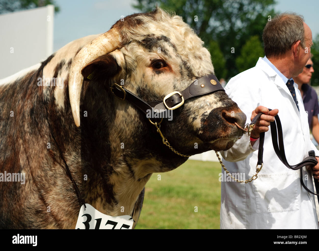 Prix bull à foires agricoles. Montre comté. Banque D'Images