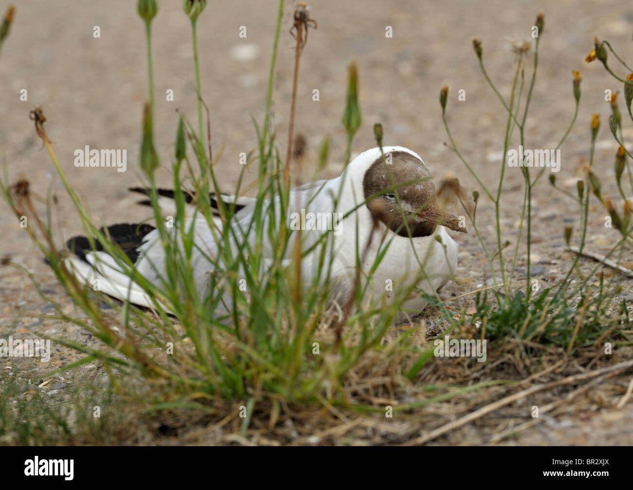 Dernières heures d'une mouette noir vieilli. Larus ridibundus Banque D'Images