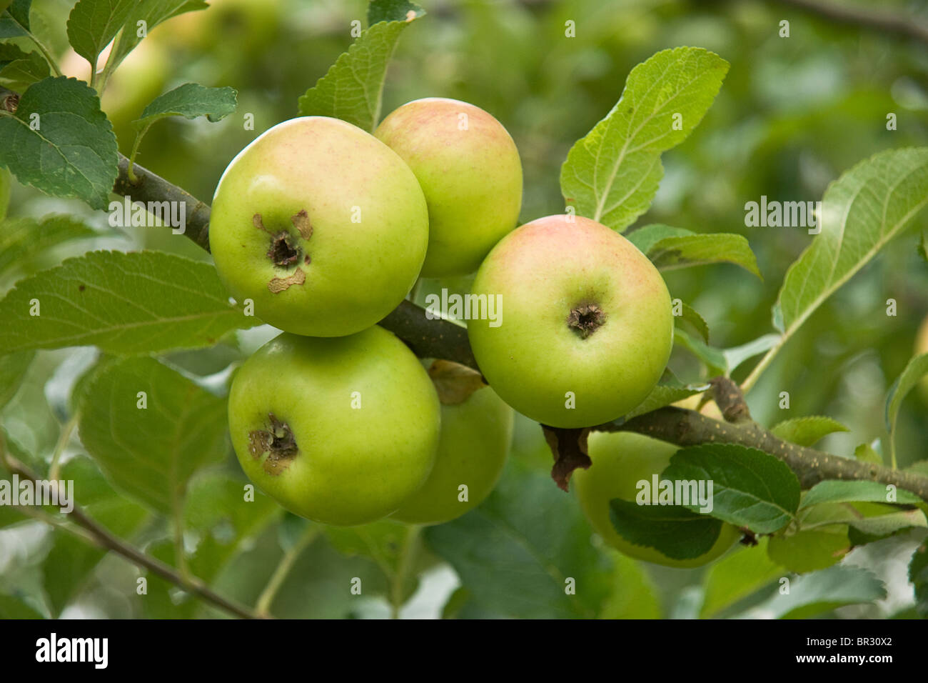 Variété connue sous le nom de apple, maître d'une ancienne variété de pomme de cuisson Banque D'Images