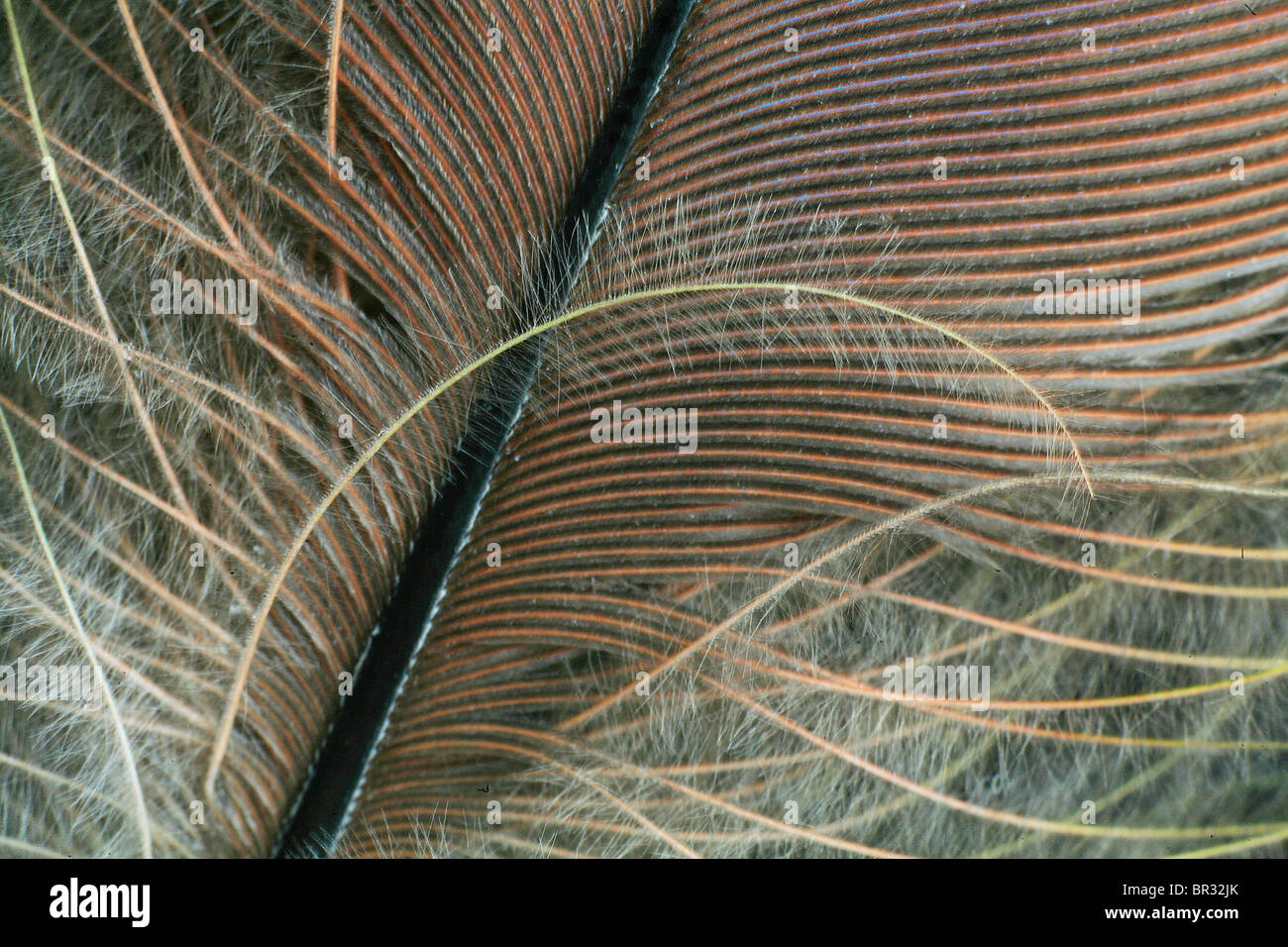 Une plume de perroquet downy Banque D'Images