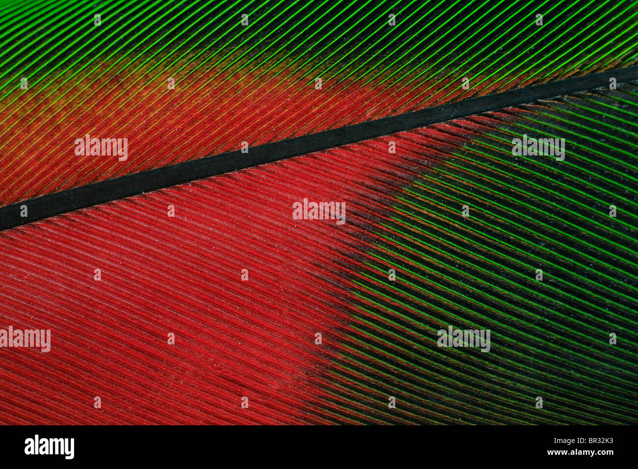 Plumes vert et orange Banque D'Images