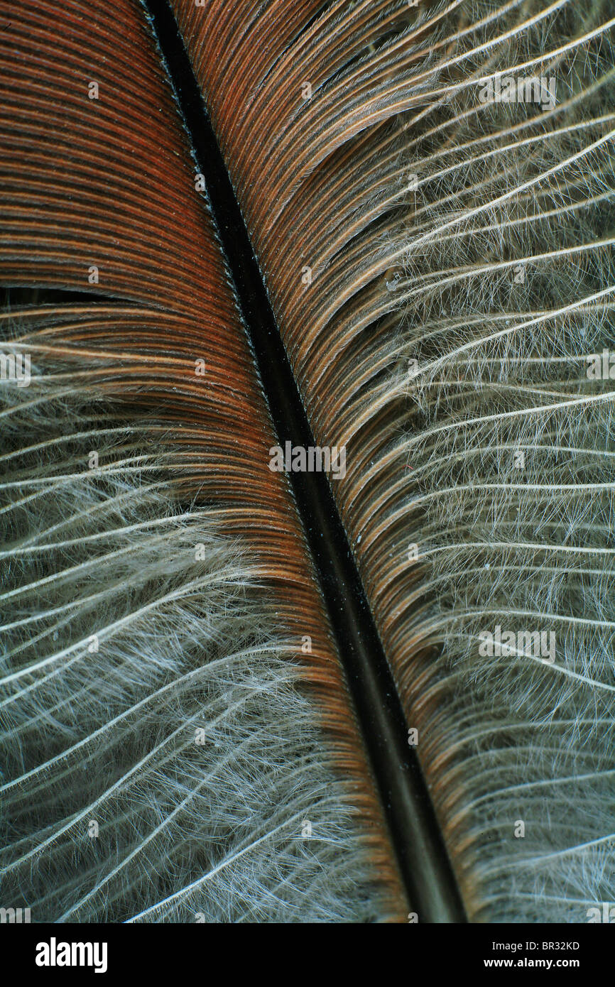 À partir de plumes d'un perroquet Banque D'Images