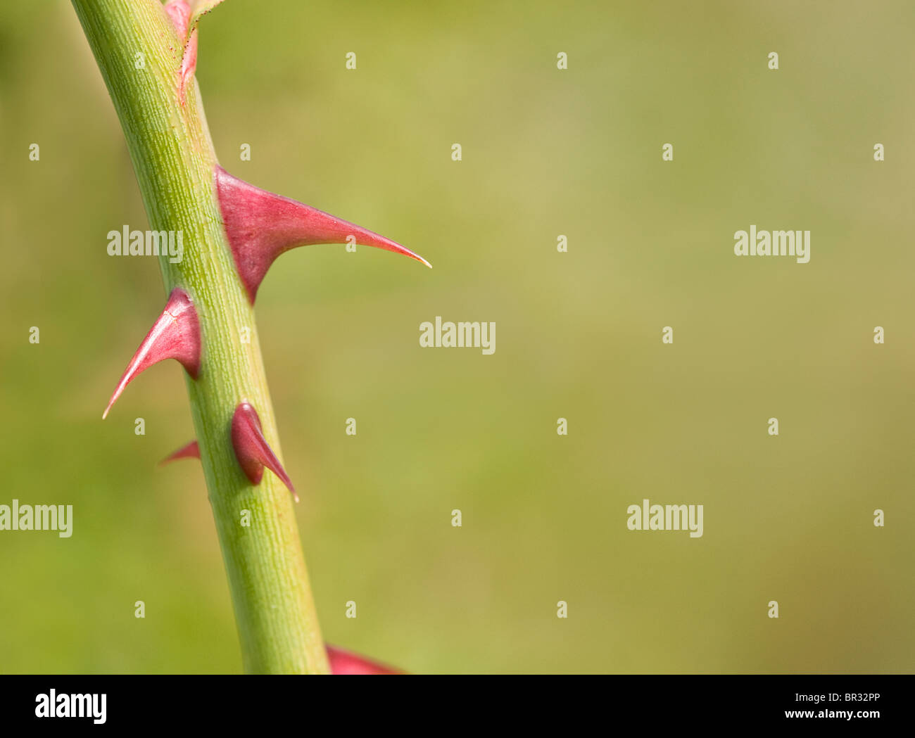 Épines sur tige rose chien Banque D'Images