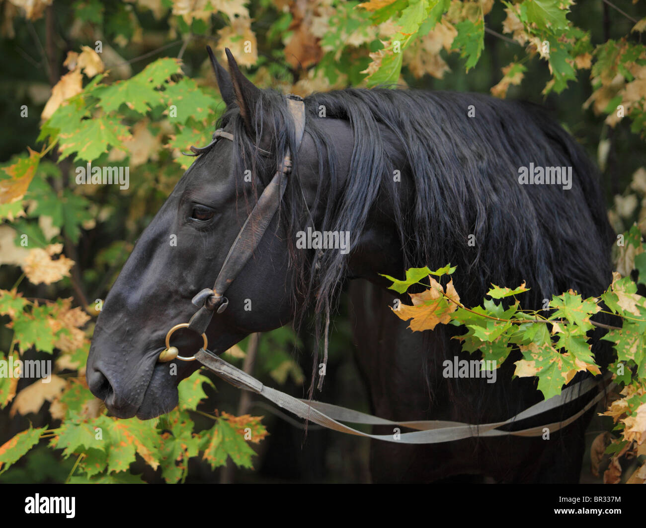 Le Kabardin Race Portrait Banque D'Images