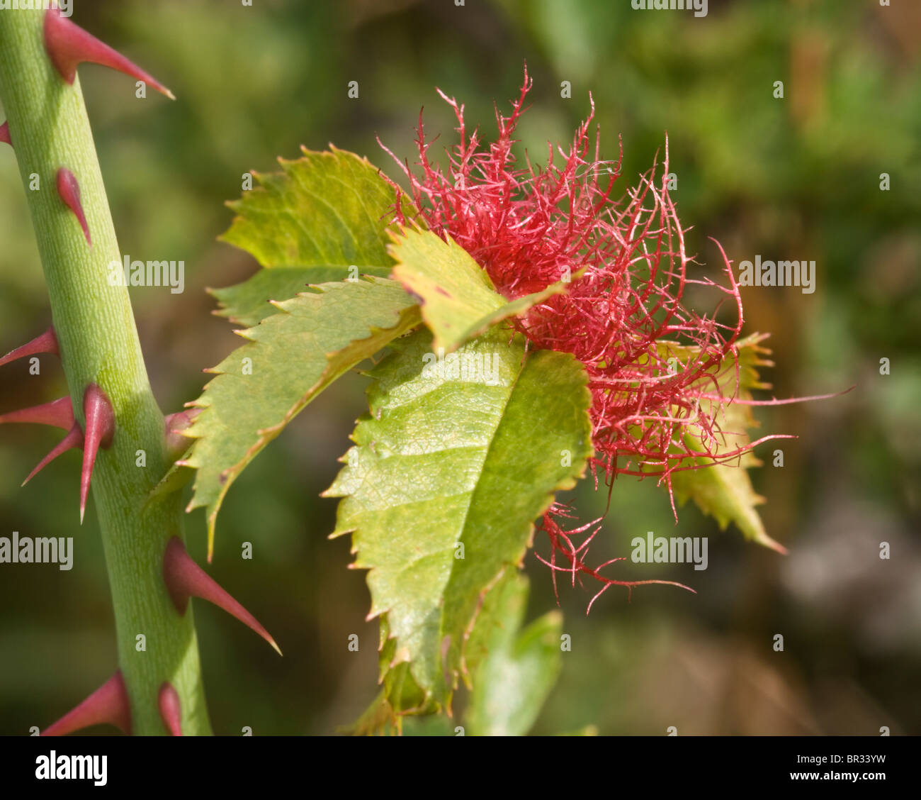 Gall Wasp connu comme Robins pincushion (Rose bedeguar gall) sur un chien rose Banque D'Images