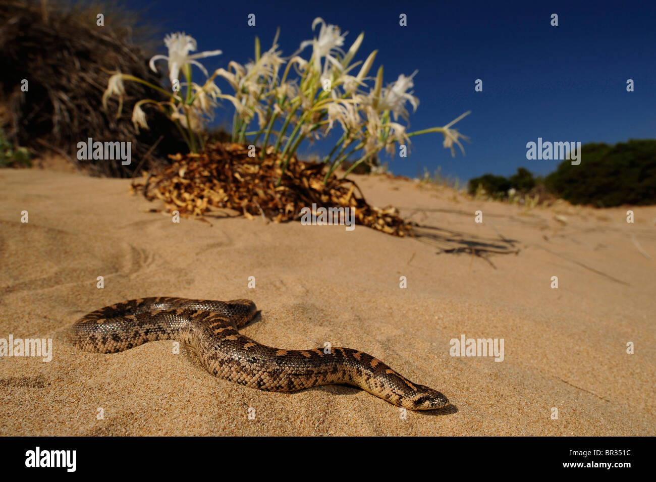 Sable (javelot boa Eryx jaculus), javelot boa dans une dune de sable, Grèce, Péloponnèse, Messinien Banque D'Images