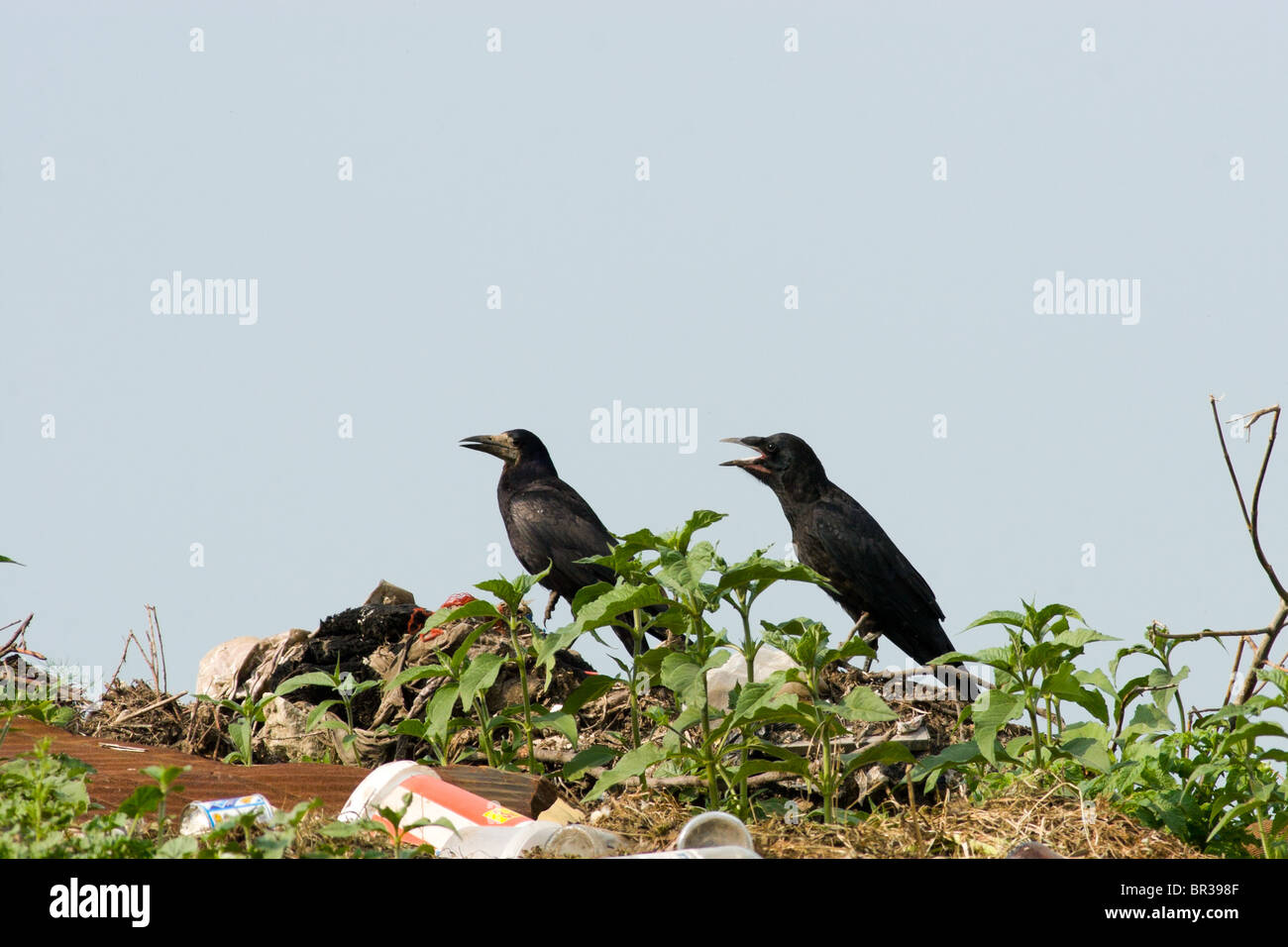 Des Profils Corbeau Freux Corvus Frugilegus Et Les Jeunes Jeune Dans Un Habitat Naturel Photo Stock Alamy