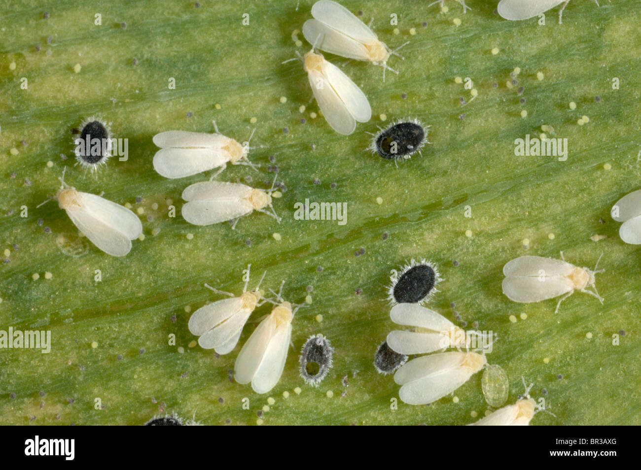 Aleurodes sous serre avec Encarsia formosa pupes parasitées sur l'Alstromeria leaf Banque D'Images