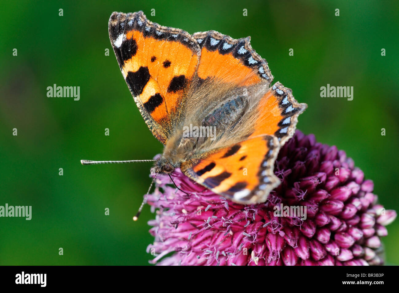 La belle dame papillon sur une fleur d'Allium. Banque D'Images
