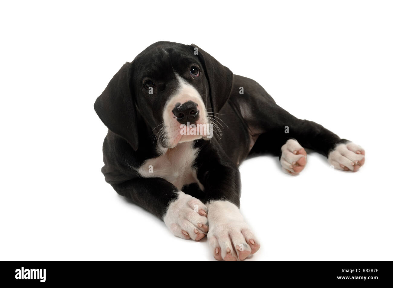 Le Dogue Allemand chiot est au repos. Prises sur fond blanc. Banque D'Images