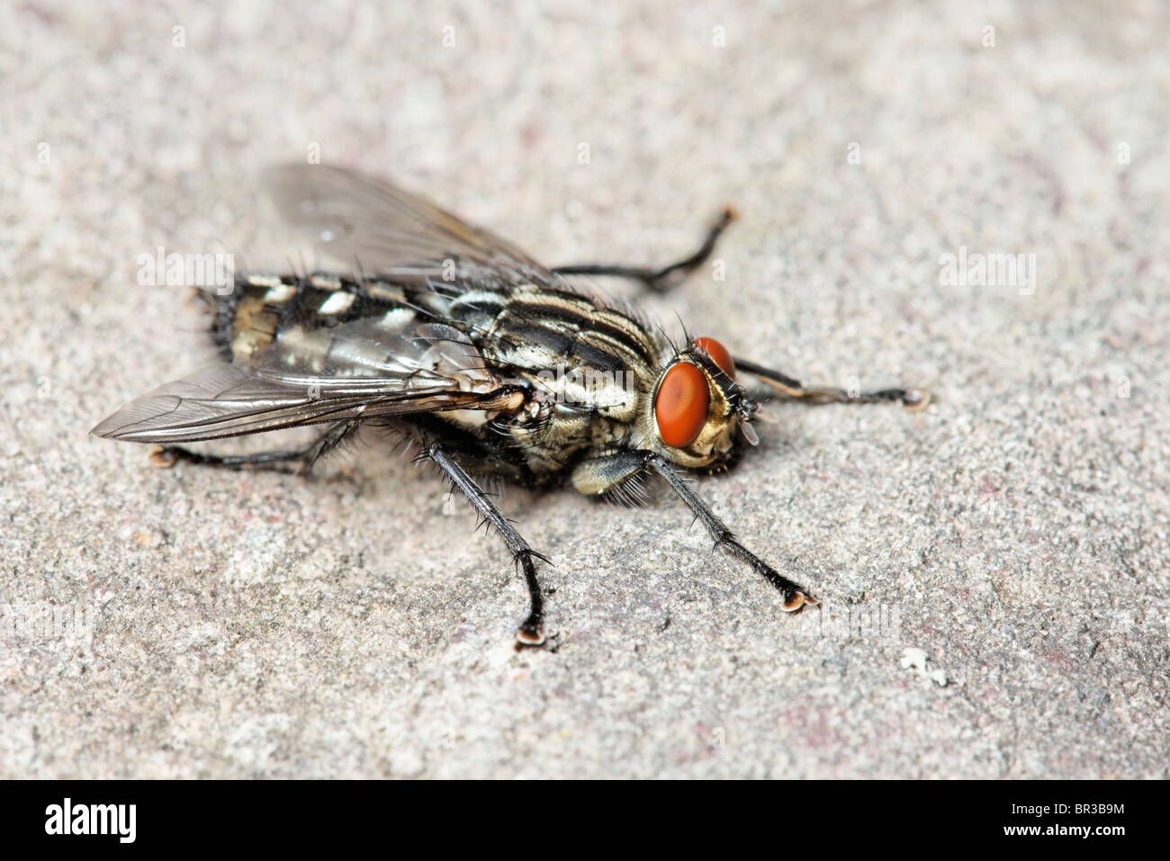 Une mouche à viande. Peut-être une mouche à viande, Sarcophaga carnaria. Banque D'Images