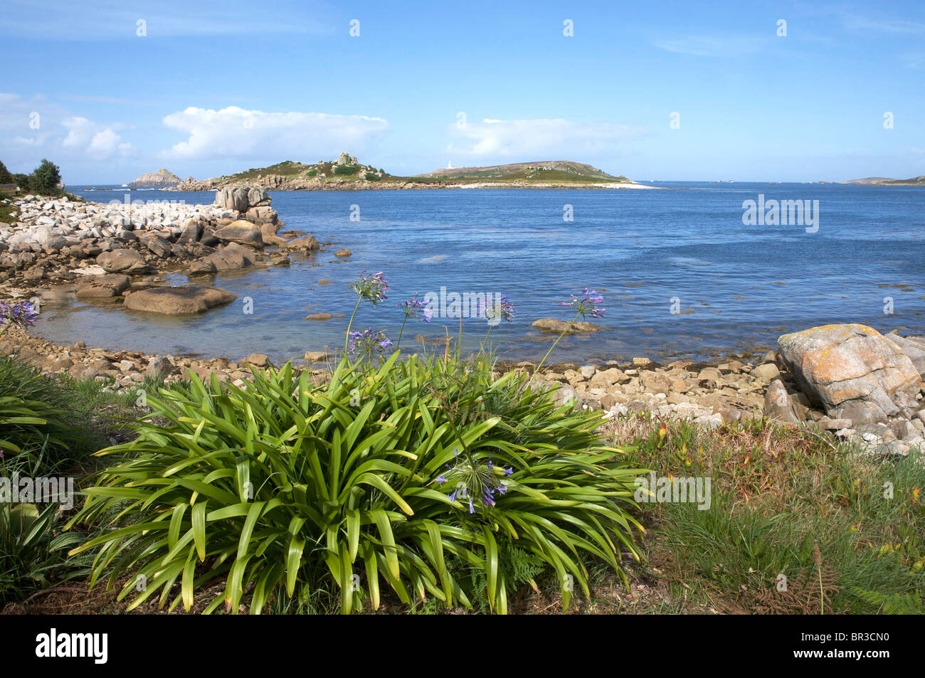 Agapanthus sauvages sur les plantes des îles Scilly Tresco Banque D'Images