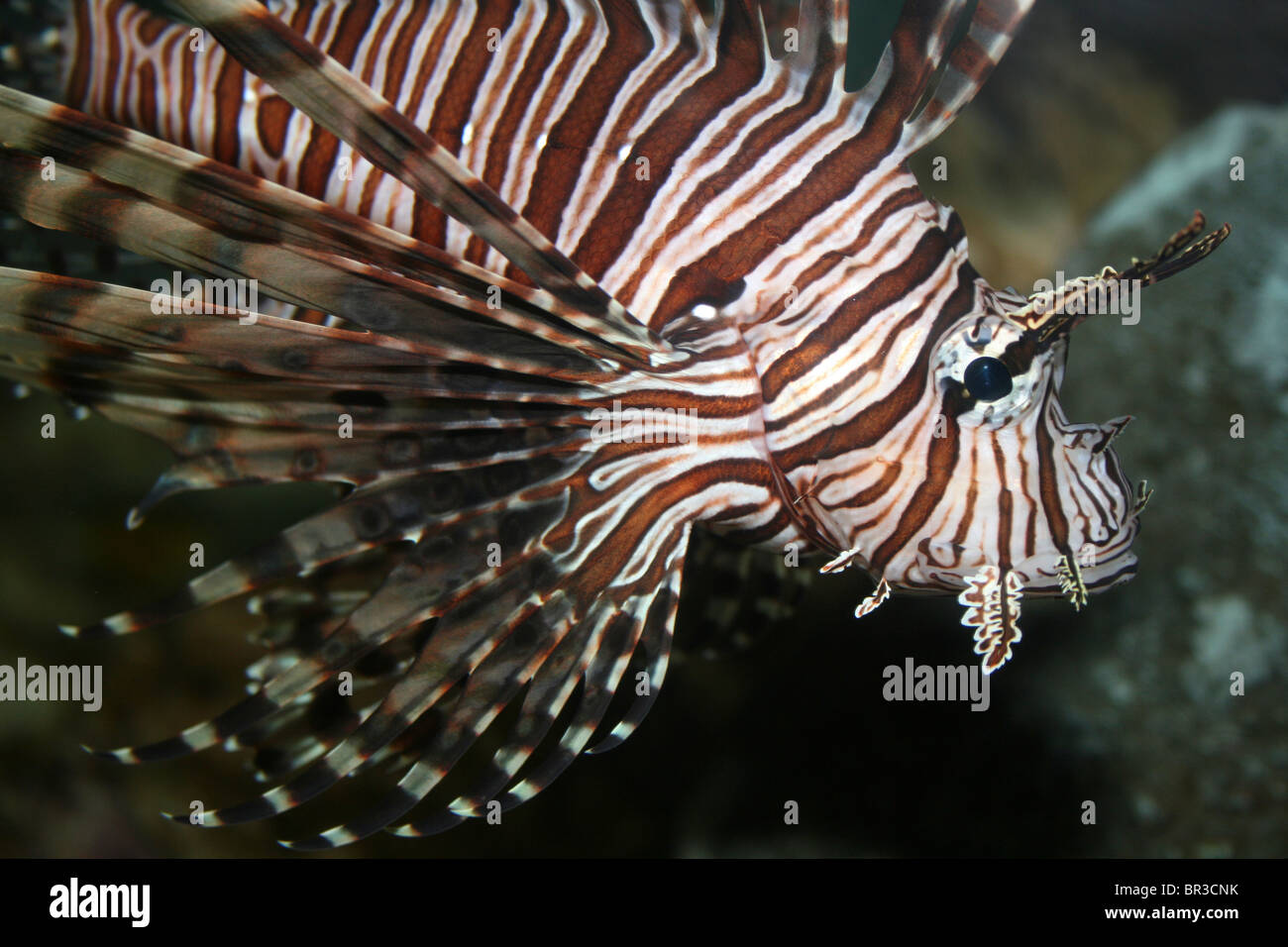 Close-up de tête d'un poisson-papillon rouge Pterois volitans Banque D'Images