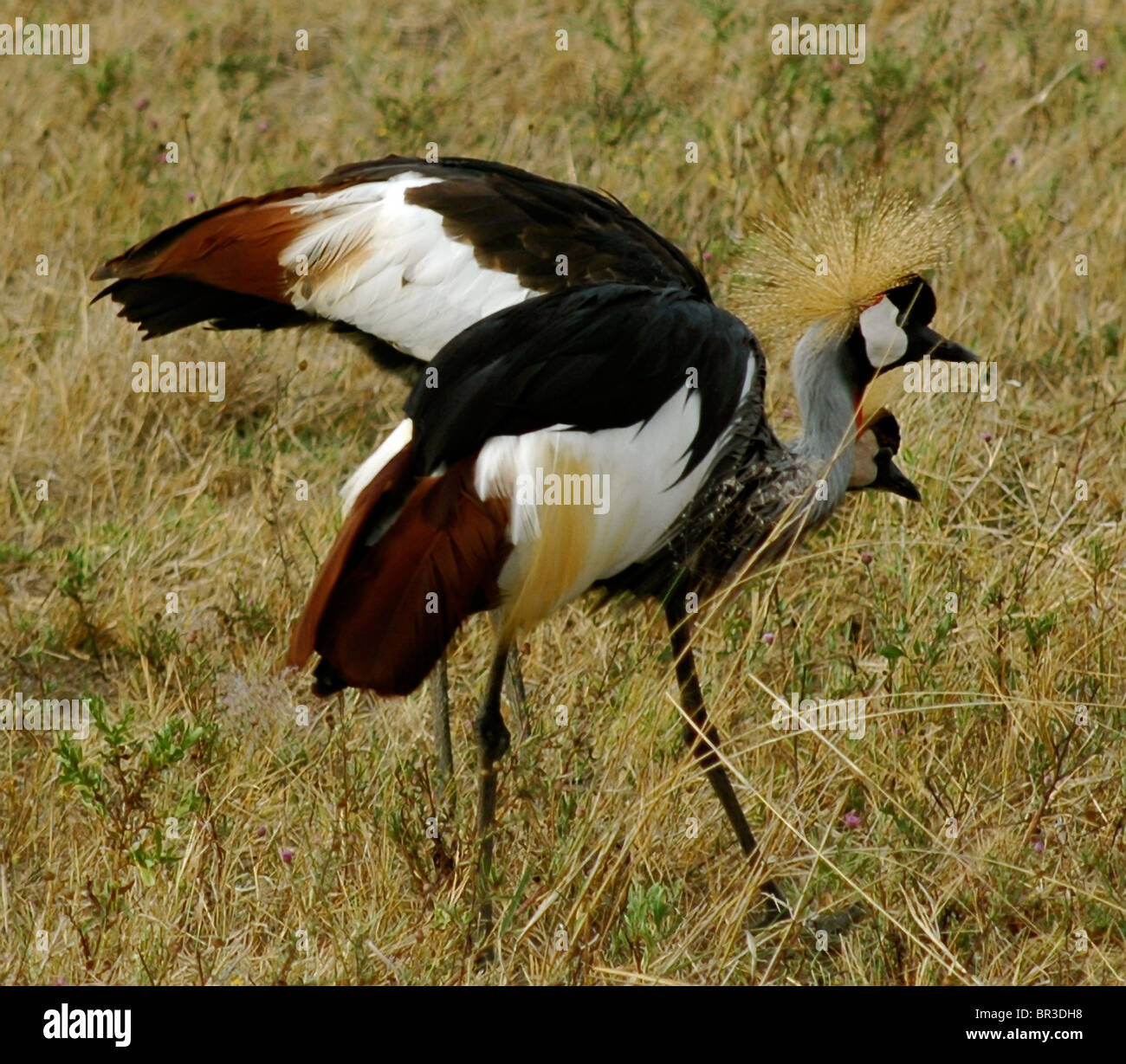 Les oiseaux africains colorés au Kenya Afrique de l'Est Banque D'Images