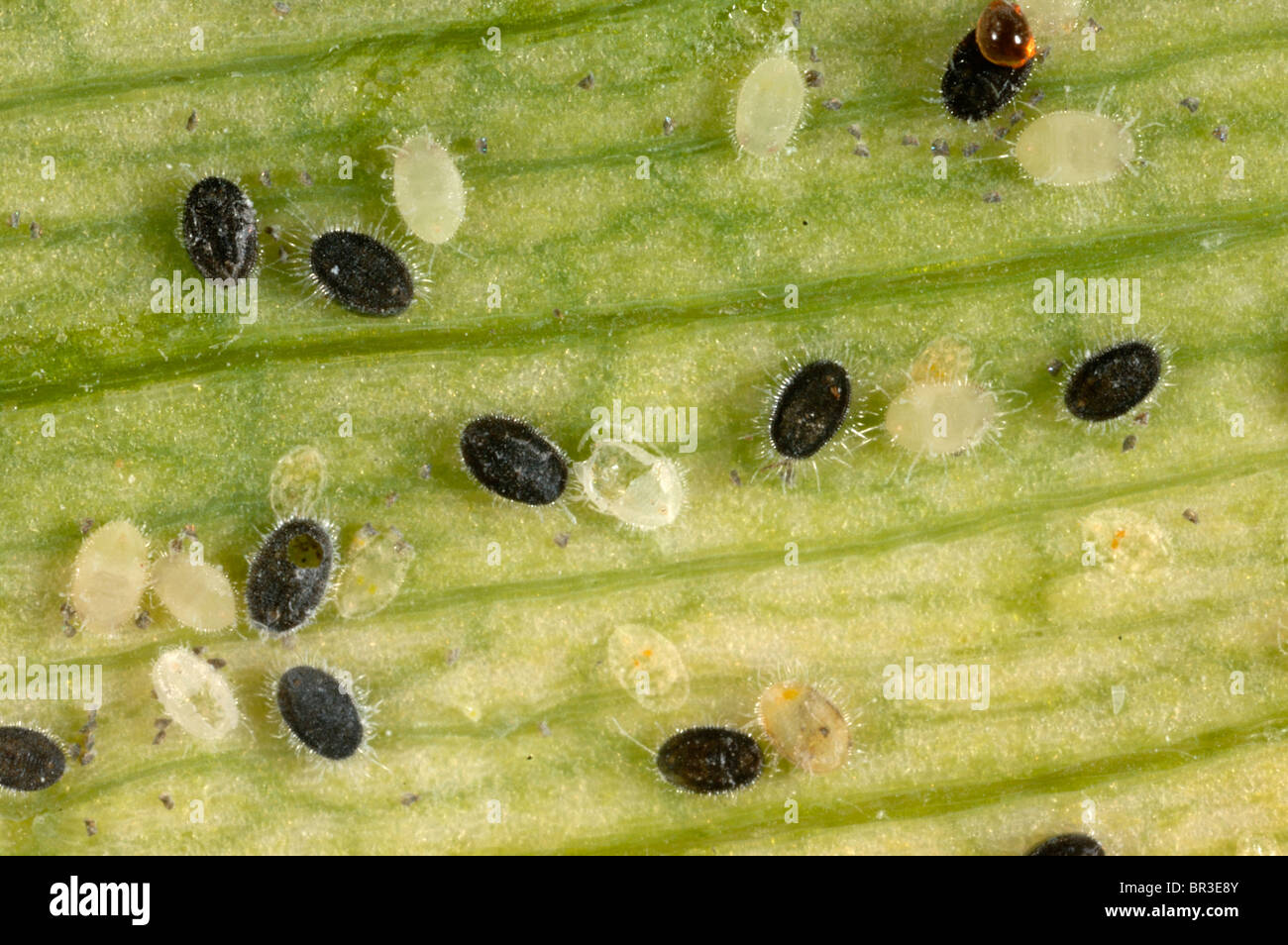 Aleurodes sous serre avec Encarsia formosa pupes parasitées sur l'Alstromeria leaf Banque D'Images