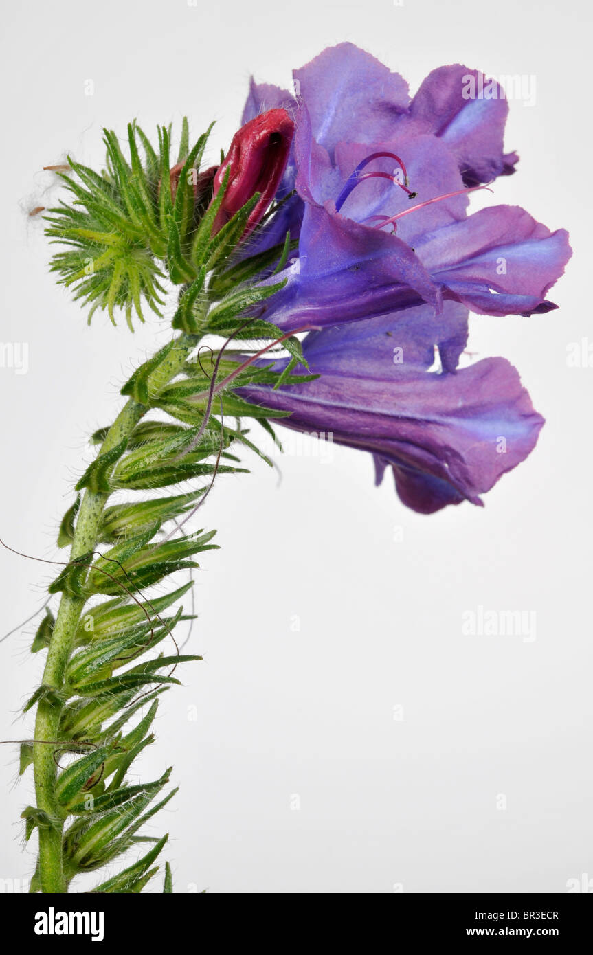 Echium plantagineum Banque D'Images
