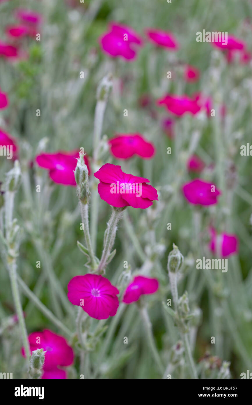 Fleurs rose vif et le feuillage argenté de Lychnis coronaria ; Rose Campion, Dusty Miller Banque D'Images