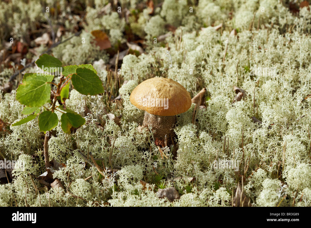 Un champignons parmi le nord de bouleau vert mousse Banque D'Images