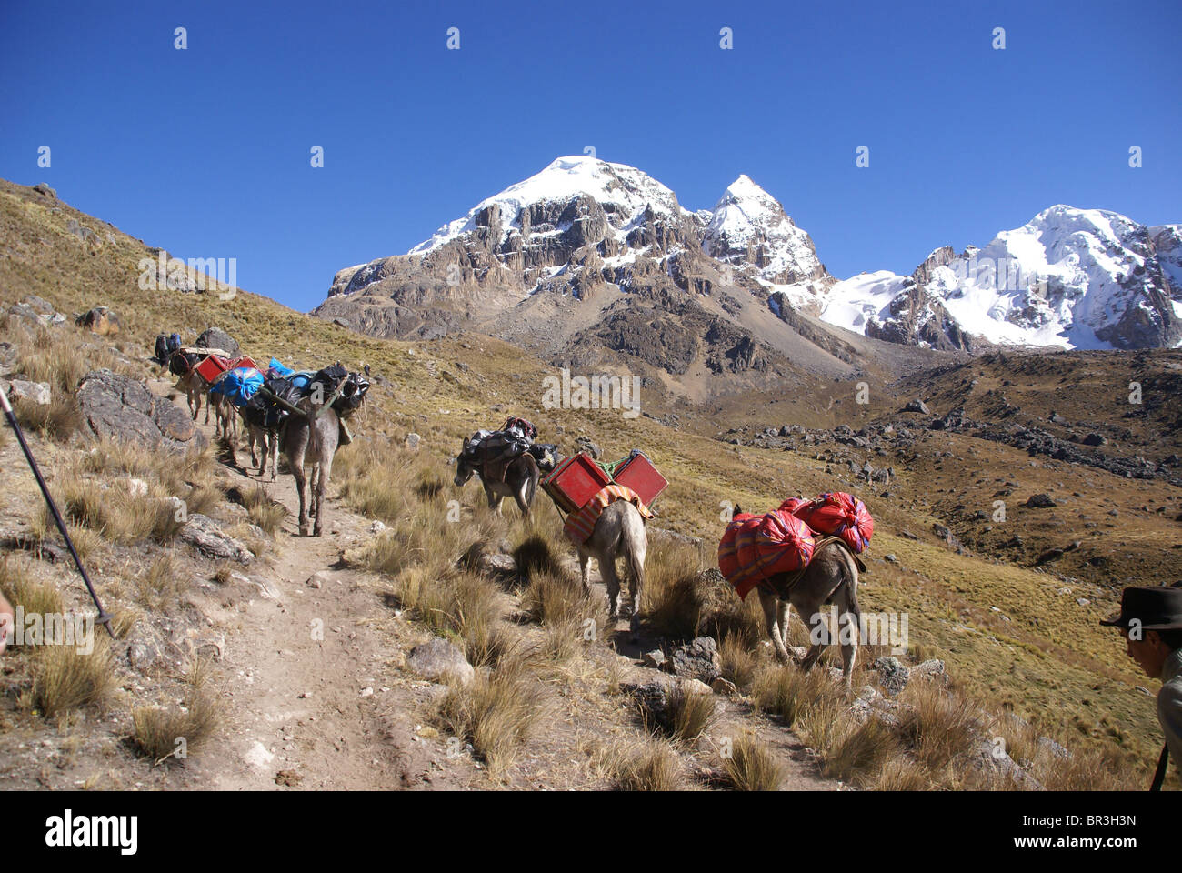 Mule Train, transport de charges, avec Cuyoc montagne en arrière-plan, Cordillera Huayhuash, Andes, Pérou, Amérique du Sud Banque D'Images