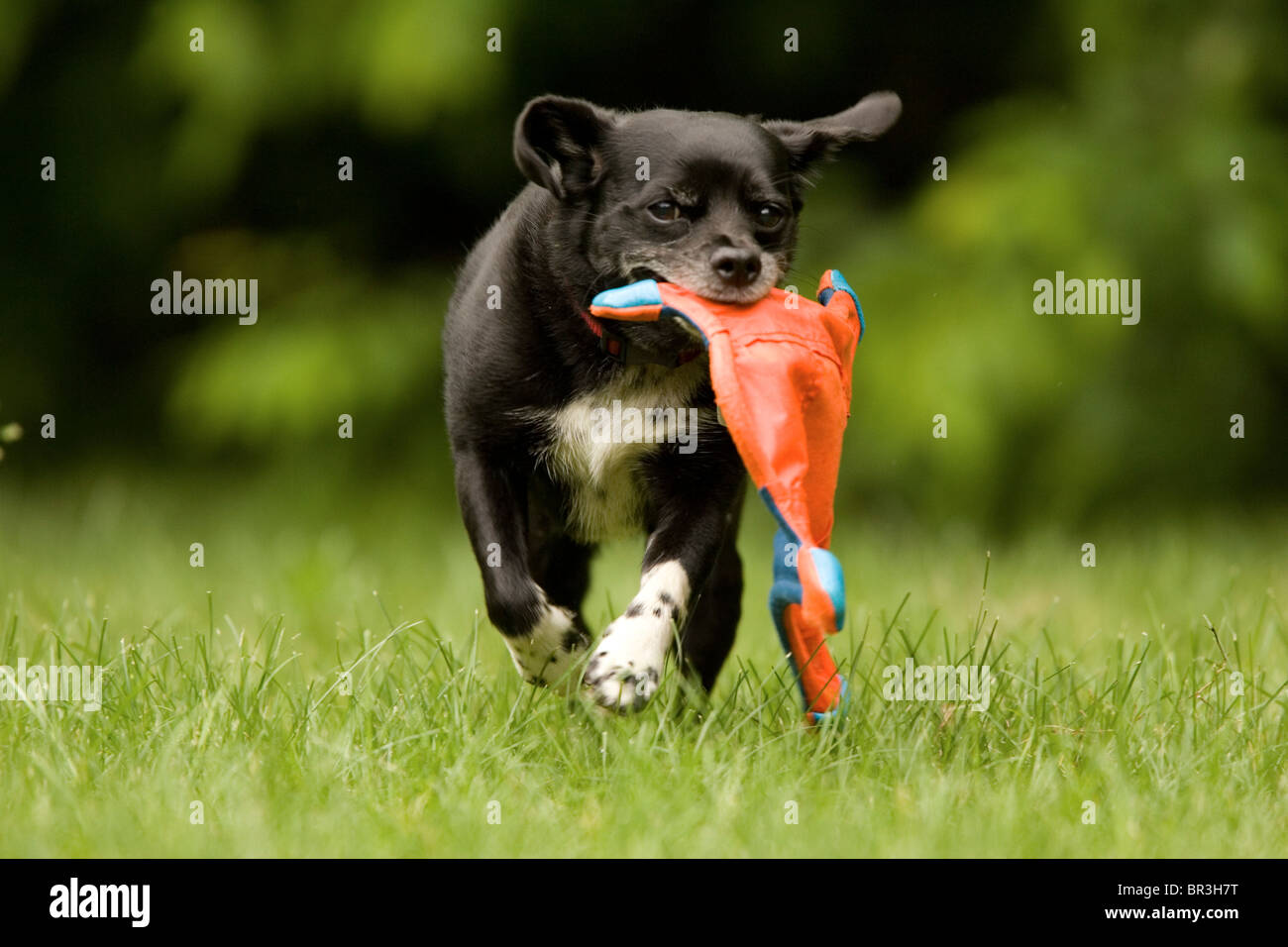 Un petit terrier s'exécute avec un jouet volant appelé Banque D'Images