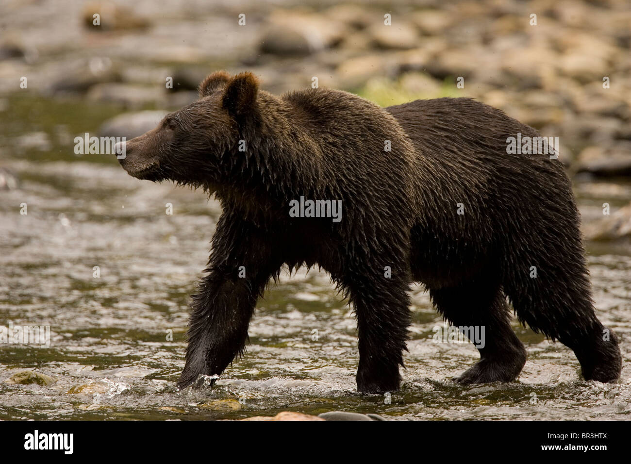 La forêt pluviale de Great Bear, en Colombie-Britannique. Banque D'Images