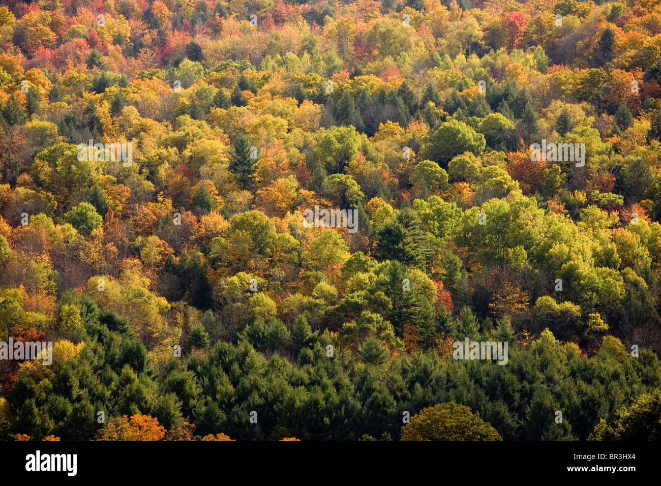 La couleur des feuilles d'automne de crête d'une colline à Taftsville, Vermont. Banque D'Images