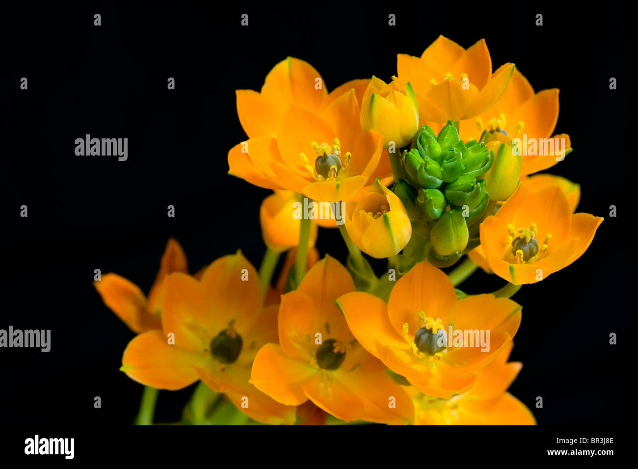 Ornithogalum Dubium sur fond noir. Tourné en studio. Banque D'Images