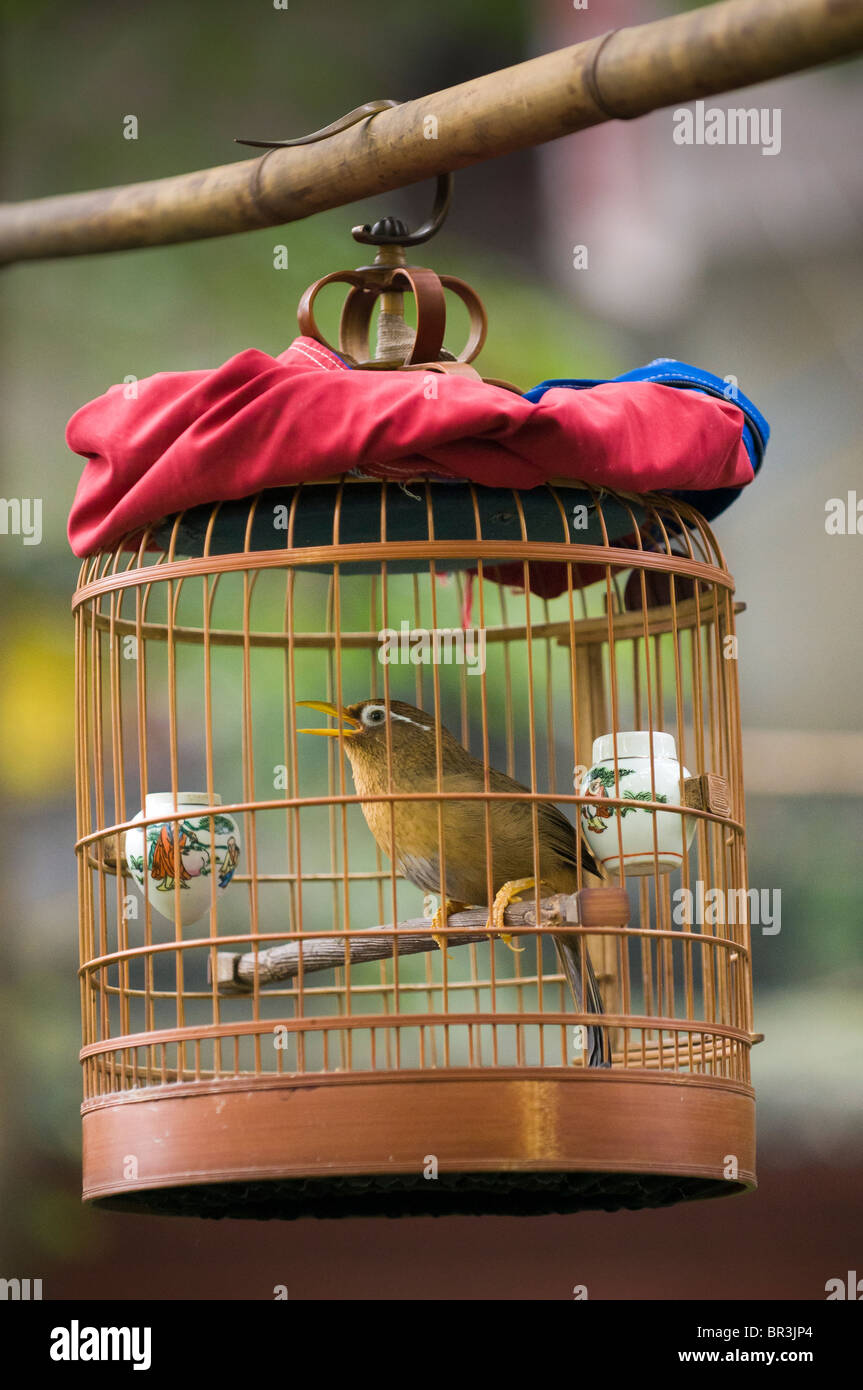 Garrulaxe Hoamy chinois chanson oiseau chante dans la cage suspendue dans  les jardins du temple Wenshu, Chengdu, province du Sichuan, Chine Photo  Stock - Alamy