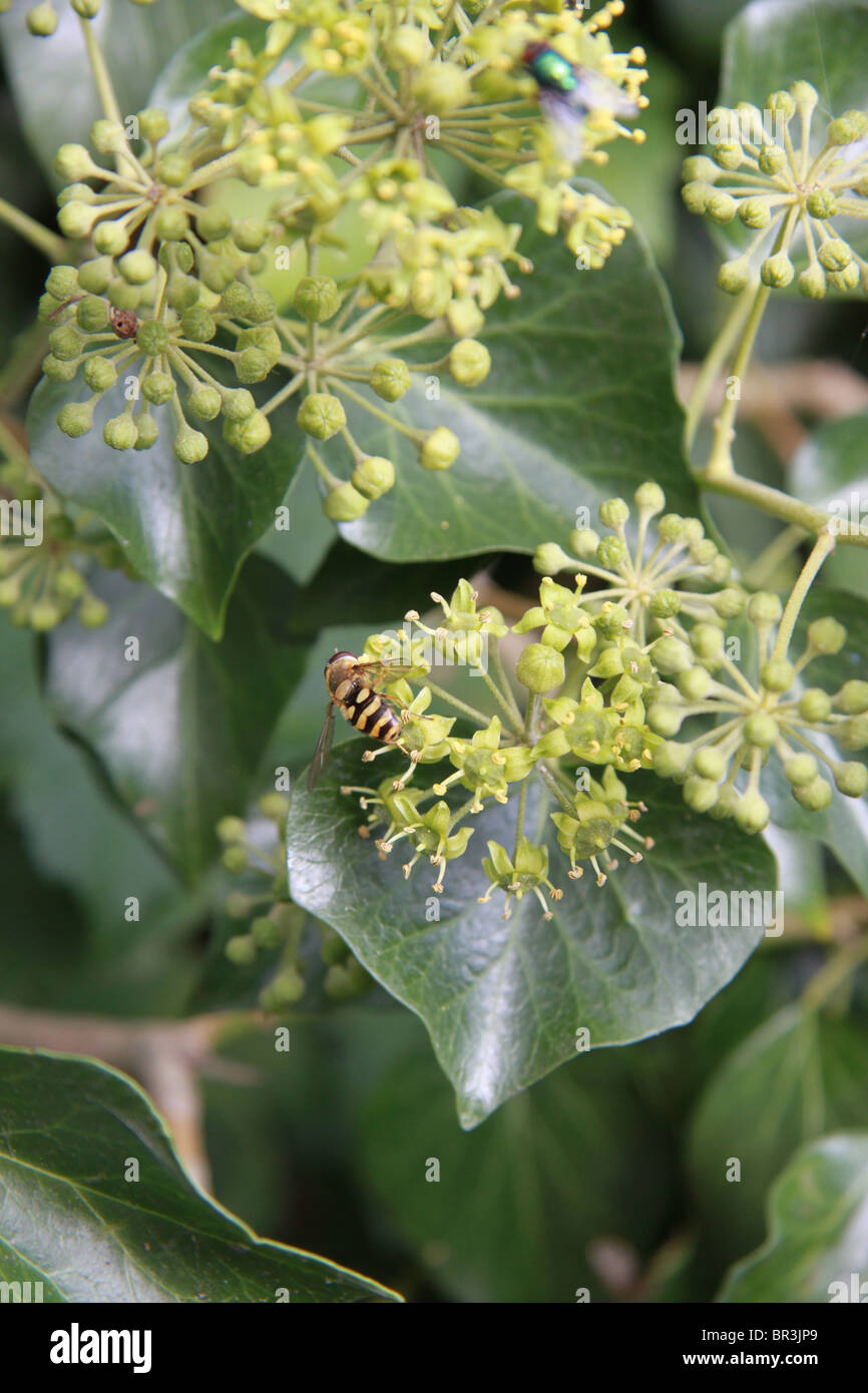 Hoverfly sur fleurs de lierre Banque D'Images