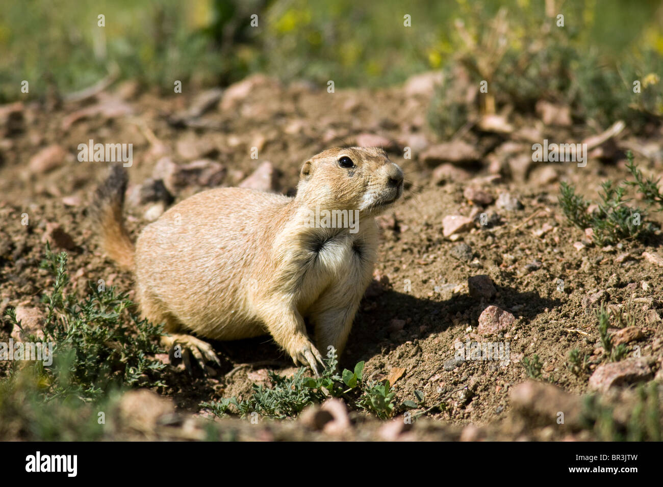 Black-Tailed - Chien de prairie Cheyenne Mountain State Park, Colorado Springs, Colorado USA Banque D'Images