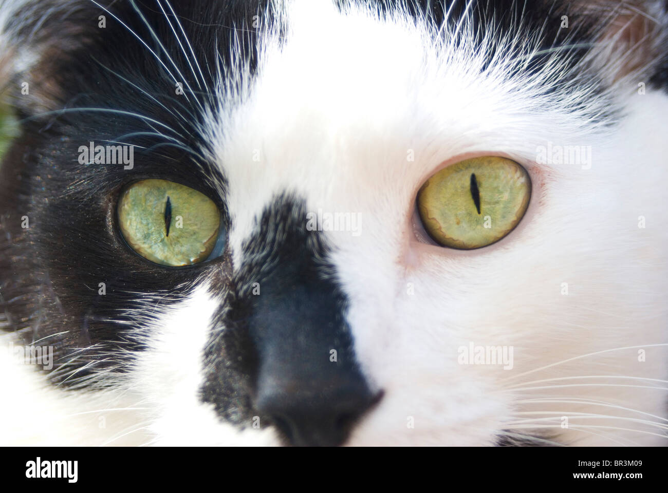 L Accent Chat Noir Et Blanc Visage Tete La Determination Et La Concentration Photo Stock Alamy L Accent Chat Noir Et Blanc Visage Tete La Determination Et La Concentration Photo Stock Alamy