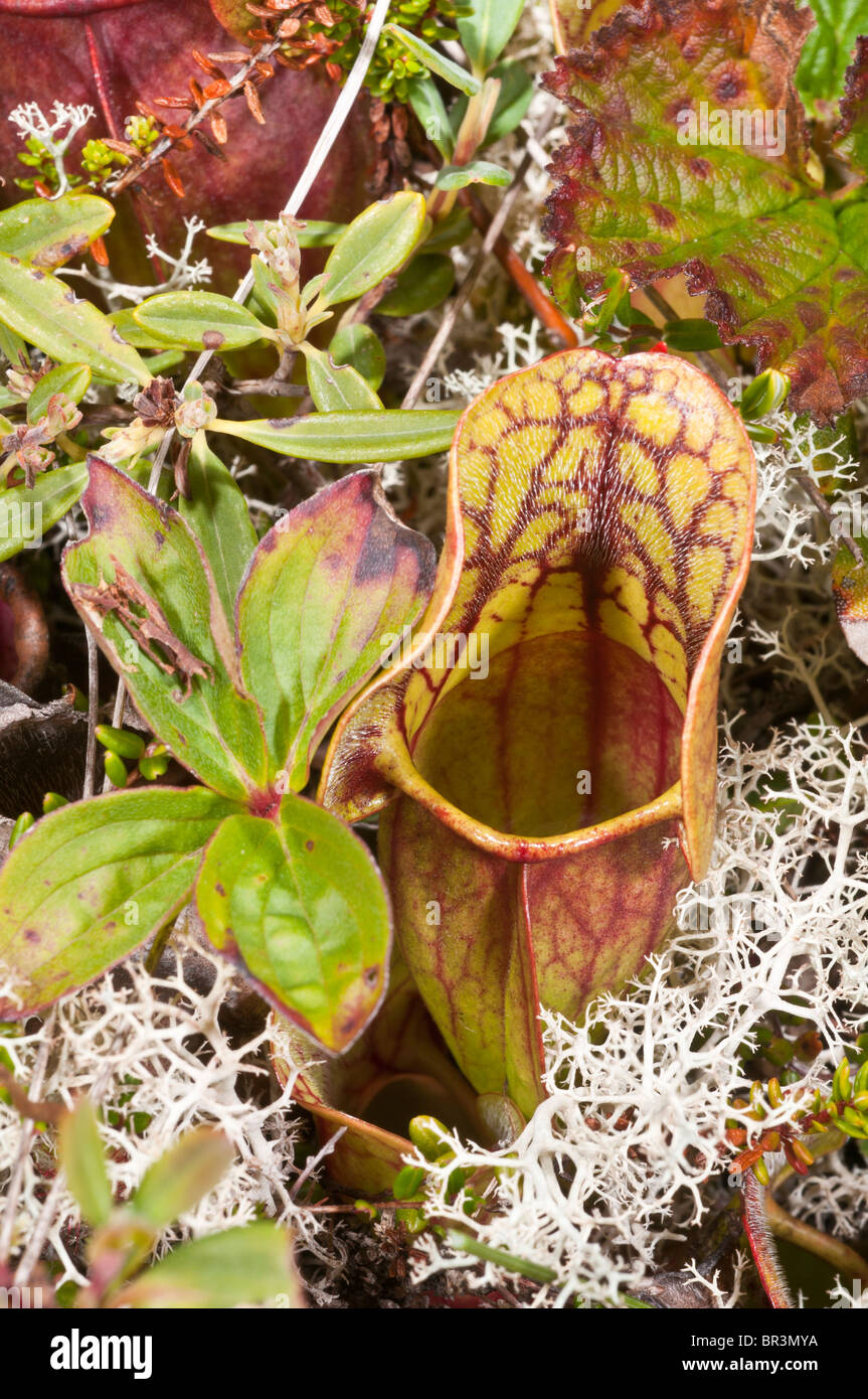 Sarracénie pourpre, Sarracenia purpurea purpurea, presqu'île Avalon, à Terre-Neuve et Labrador, Canada Banque D'Images