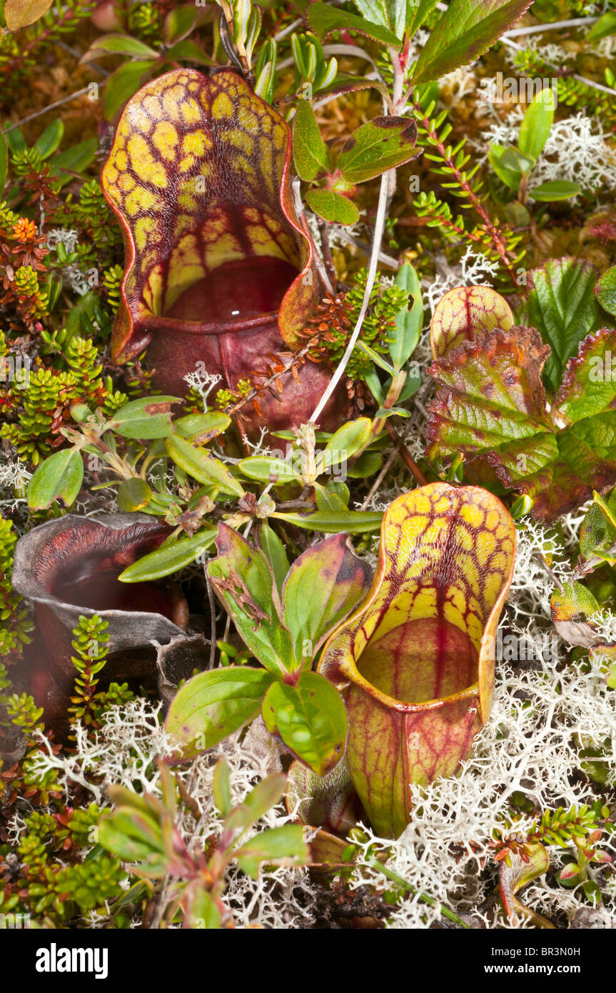 Sarracénie pourpre, Sarracenia purpurea purpurea, presqu'île Avalon, à Terre-Neuve et Labrador, Canada Banque D'Images