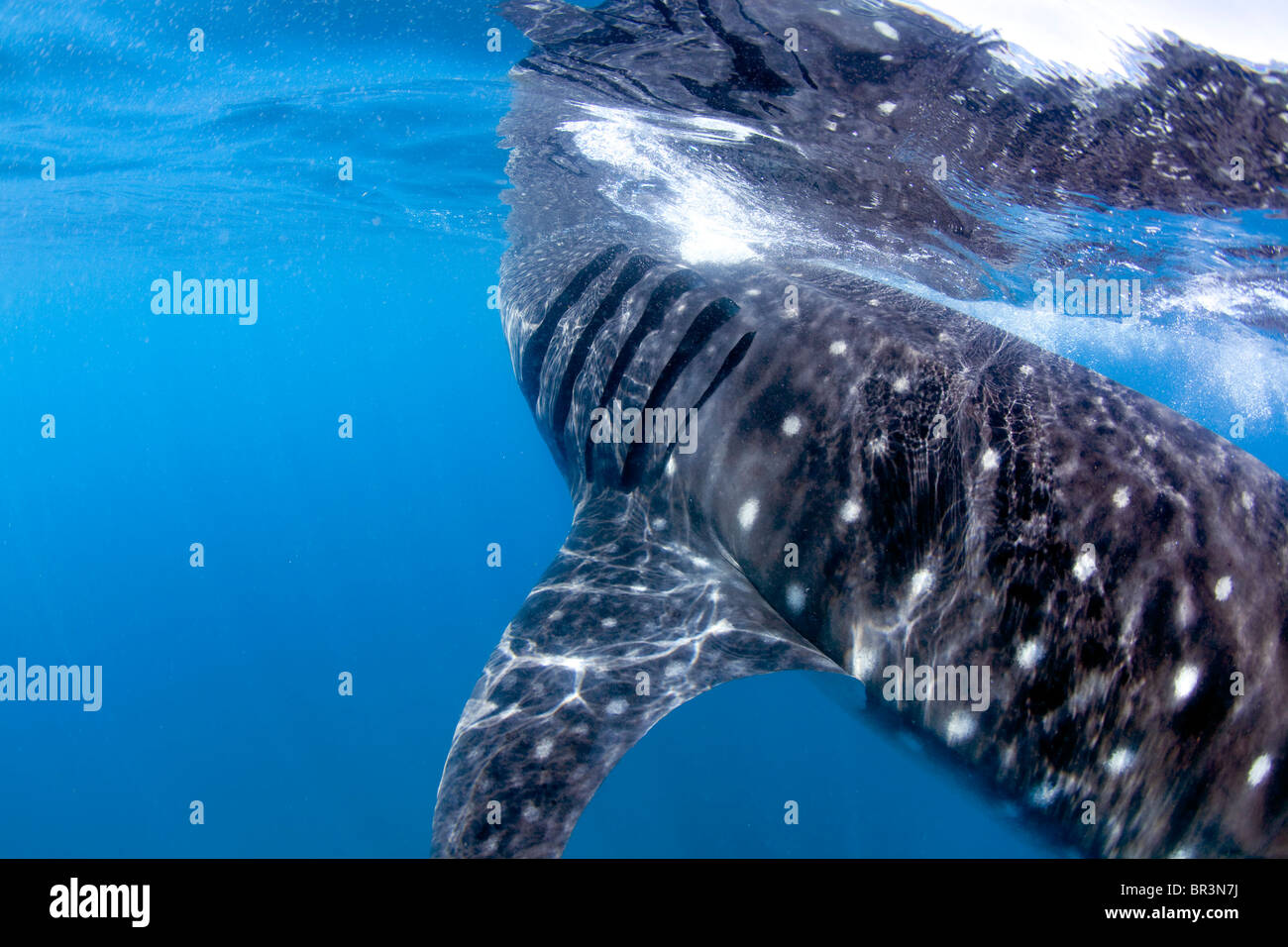 Un requin-baleine d'écumage la surface à la recherche d'un festin planctonique. Banque D'Images