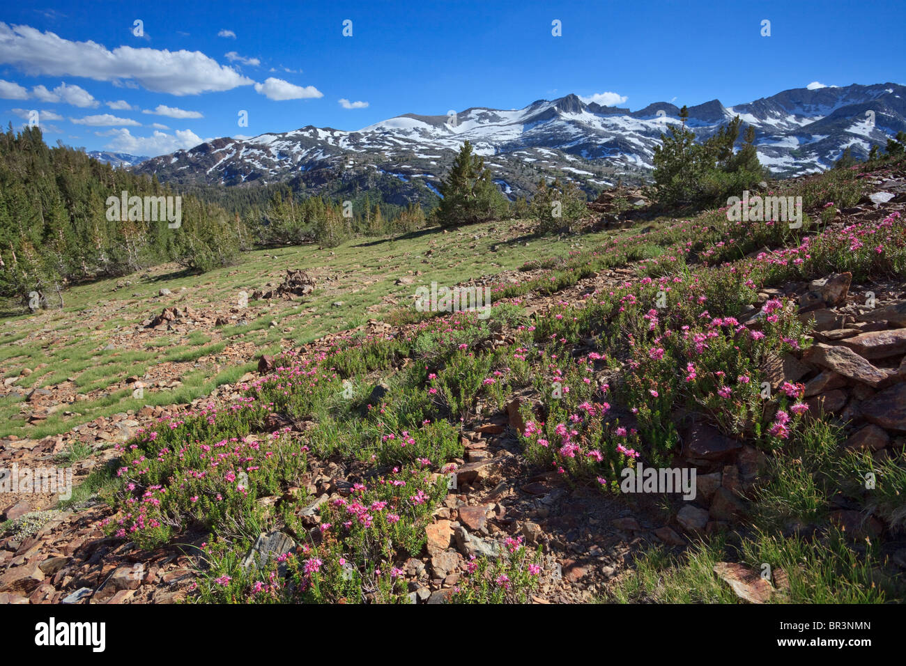 Prairie alpine dans les montagnes de la Sierra Nevada de Californie Banque D'Images