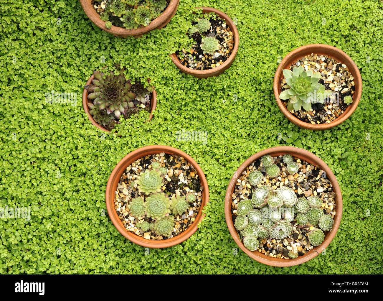 Houseleek Sempervivum tectorum (Soleirolia soleirolii) et (Mind-Your Own-Business-) Banque D'Images