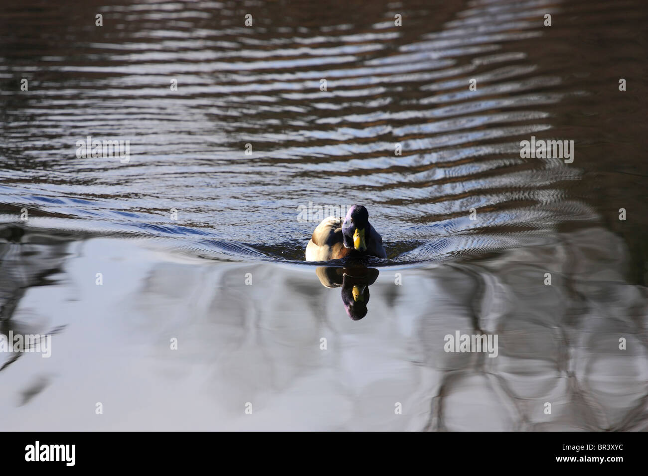 Bleu canard colvert mâle dirigé avec réflexion sur un lac Banque D'Images