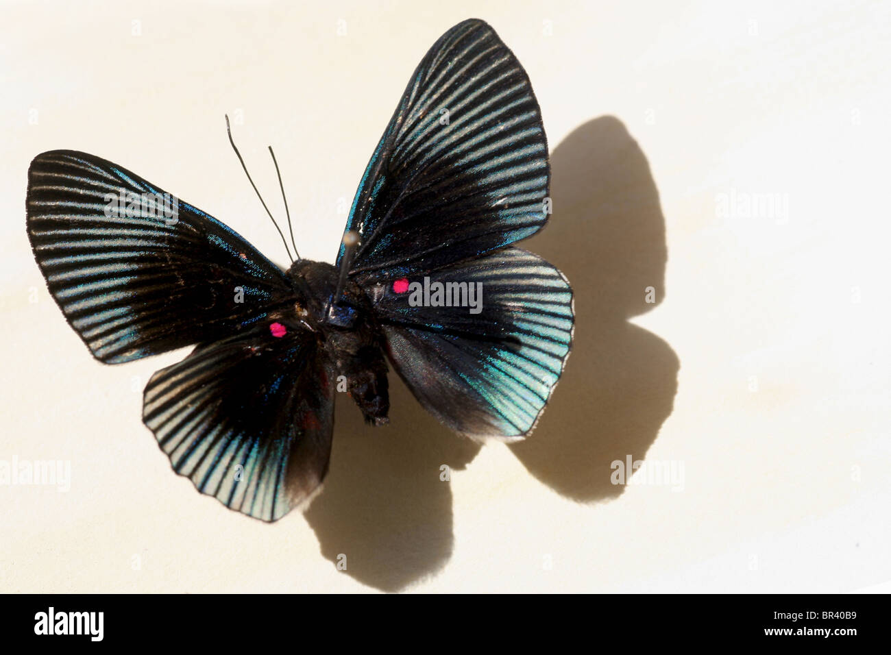 Papillon aux ailes bleu et noir Banque D'Images