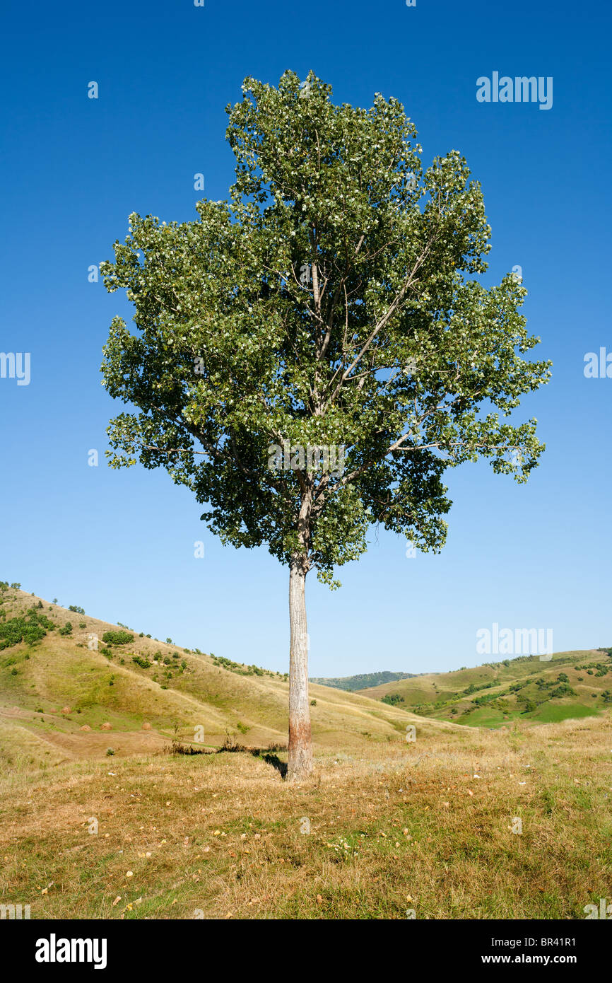 Paysage avec un arbre isolé et ciel bleu au coucher du soleil Banque D'Images