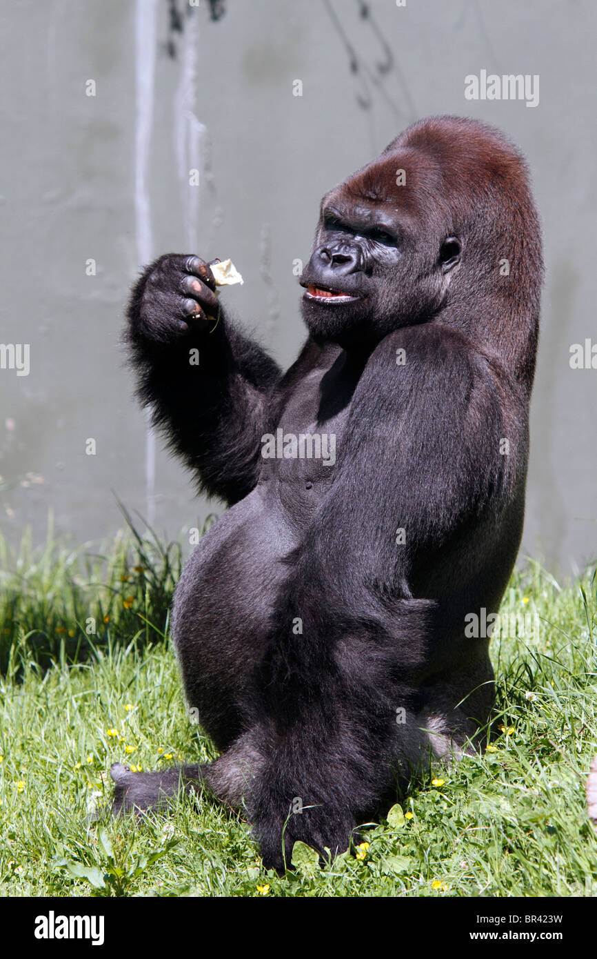 Gorille de plaine de l'Ouest, le Zoo de Jersey, Durrell Wildlife Conservation Trust Banque D'Images