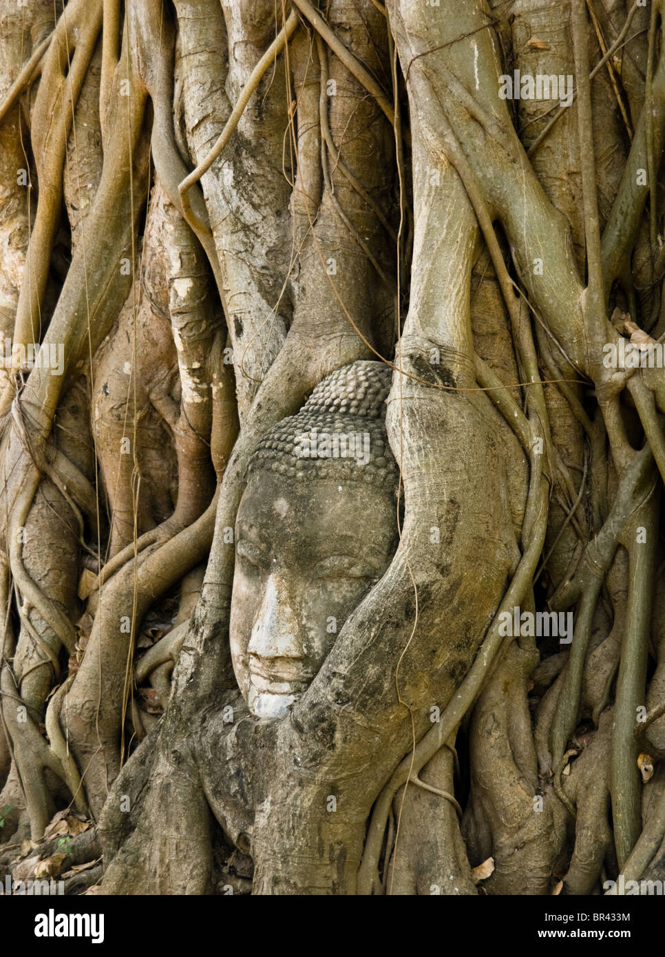 Tête de Bouddha dans les racines des arbres, Wat Mahathat, Ayuthaya, , Thaïlande Banque D'Images