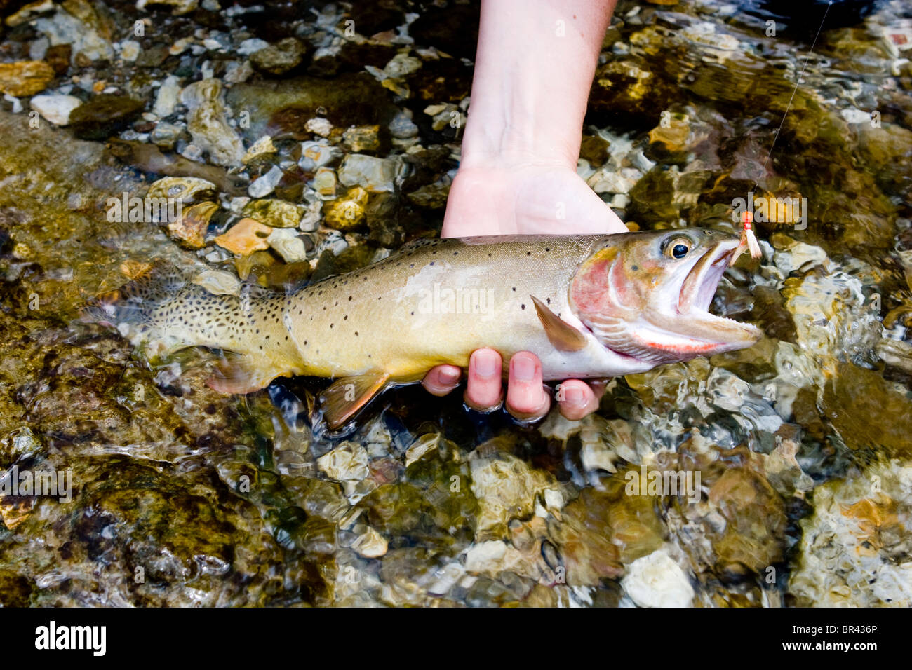 peche truite yellowstone