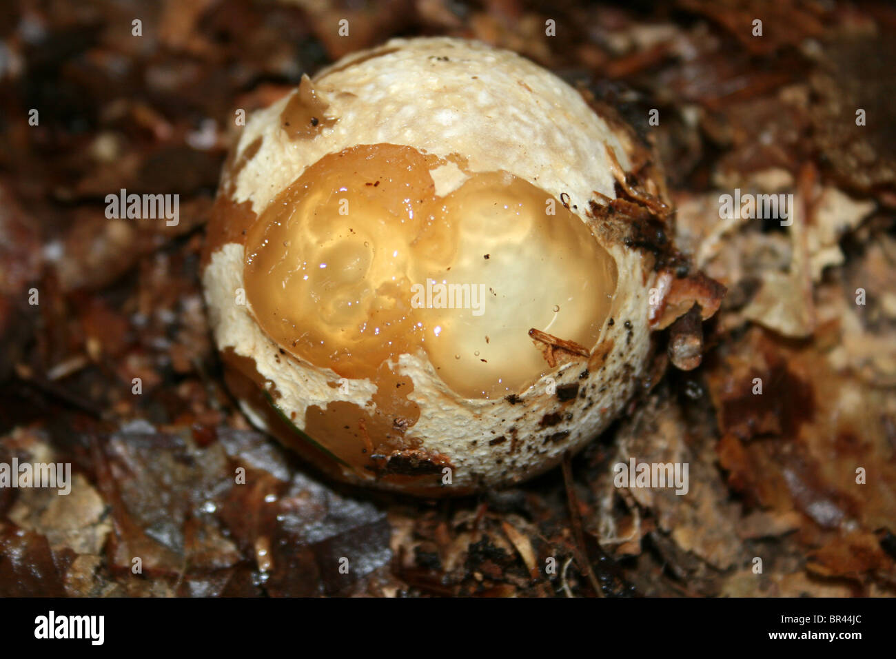 Oeuf sorcières étape immature du Phallus impudicus Phalle impudique commune prise à Dibbinsdale LNR, Wirral, UK Banque D'Images