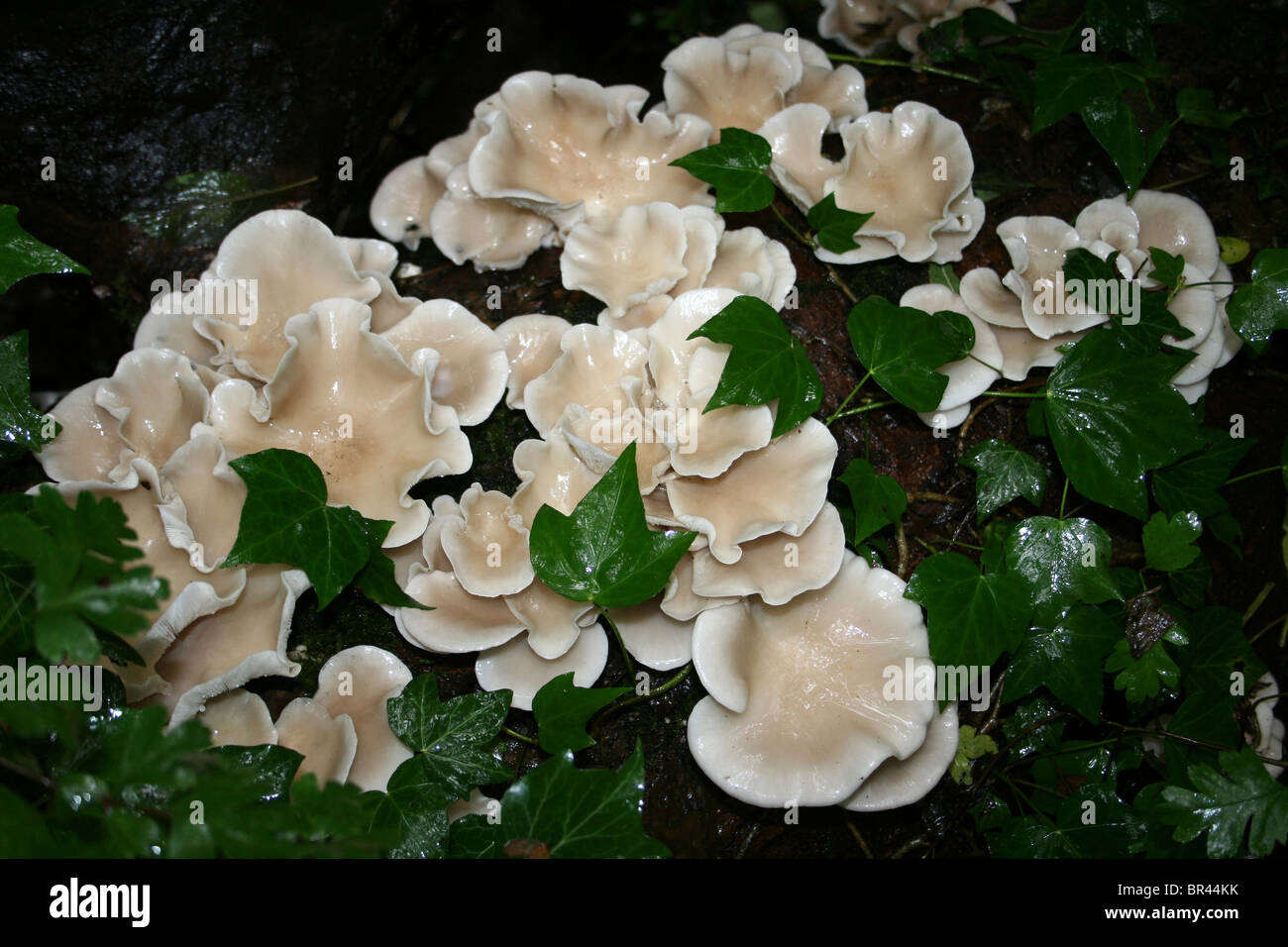 Champignons pleurote Pleurotus ostreatus croissant sur un journal couvert de lierre prises à Dibbinsdale LNR, Wirral, UK Banque D'Images