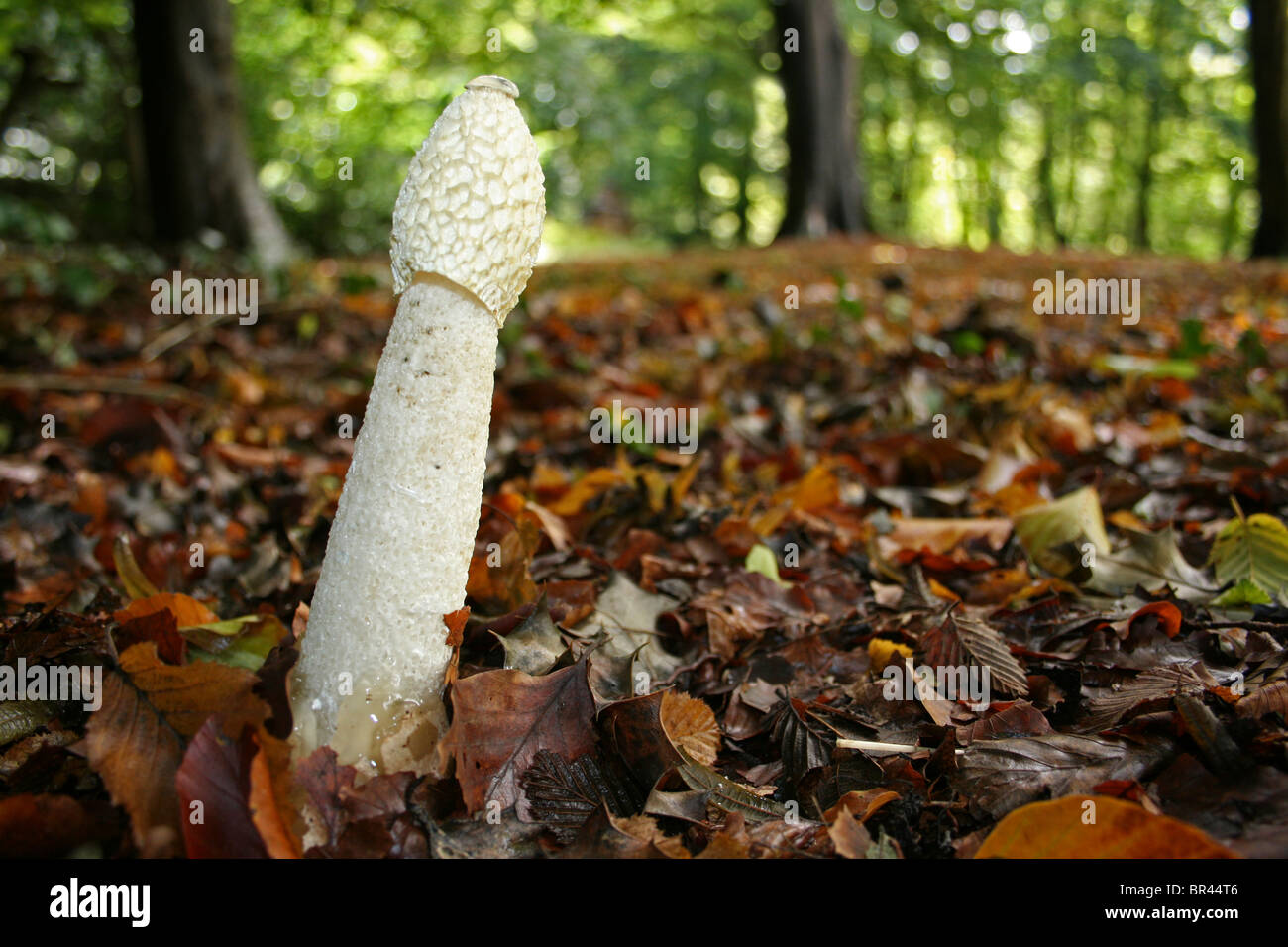 Phalle impudique Phallus impudicus commune prise à Dibbinsdale LNR, Wirral, UK Banque D'Images
